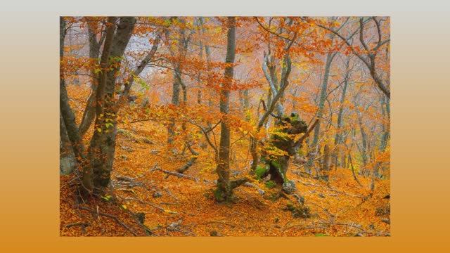 Осень в Крыму смотреть онлайн