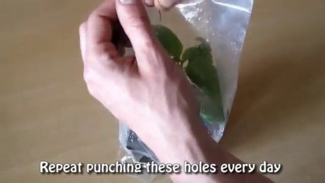 Salvia Divinorum Сальвия