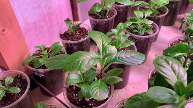 Черенки крупнолистной Гортензии на зимовке. #зимовка#черенки#гортензии#крупнолистной#новосибирск# смотреть онлайн