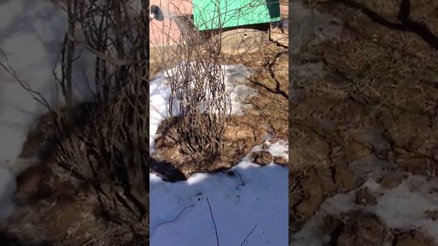 Весенняя обработка кустов смородины кипятком. Часть 3 смотреть онлайн