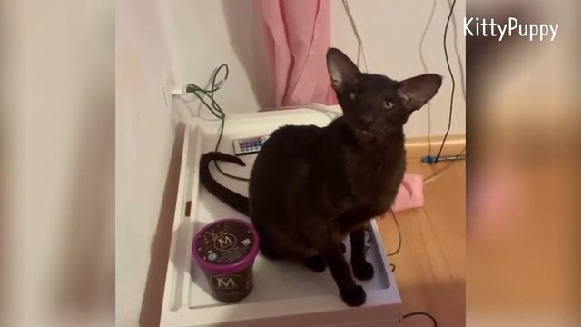 Talkative Oriental Shorhair Cat Meow All Day : Carla's Sweet Voice : Ориентальная Кошка смотреть онлайн