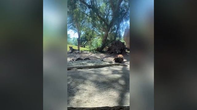 Семейный поход в зоопарк . San Diego Zoo Safari Park. смотреть онлайн