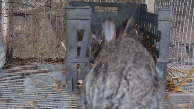 Как се раждат зайците, раждане при зайците