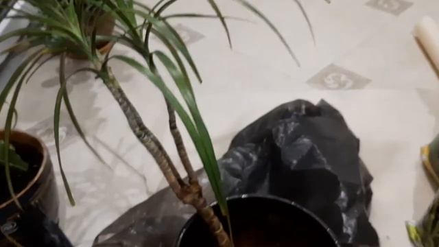 Реанимация драцен, пересадка каламондина смотреть онлайн