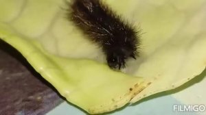 ЧЕРНАЯ ЛОХМАТАЯ ГУСЕНИЦА. МОТЫЛЁК. Перерождение гусеницы в мотылька. Ночная бабочка.