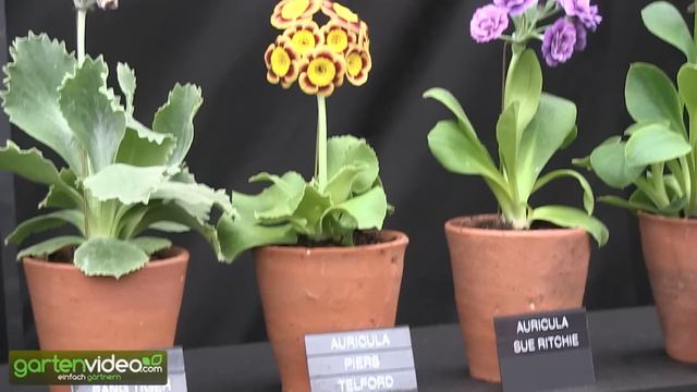 Aurikeln, die künstlichsten echten Blumen der Welt (Chelsea 2014) смотреть онлайн