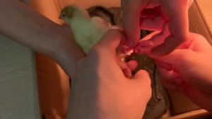 Лечим шпагатик у индюшат | БИГ -6 |  В 2021