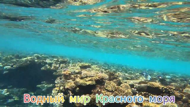 Самый лучший пляжный риф в Шарм-эль-Шейх. смотреть онлайн