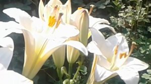 Лилия трубчатая «Белая планета.