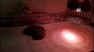 Брудер для цыплят с авторскими хитростями своими руками