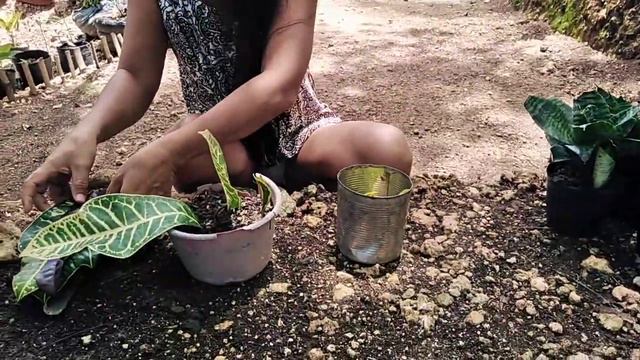 PROPAGATING CROTON LEAF THROUGH SOIL AND WATER IS SUCCESSFUL смотреть онлайн