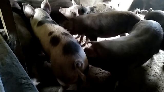 Вот, что нужно чтобы загулялась свинья. смотреть онлайн