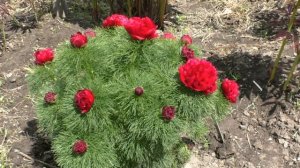 пион тонколистный махровый