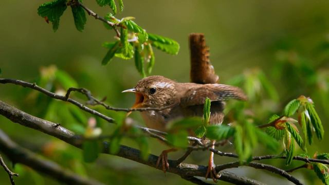 Волшебное Пение Соловья Успокоит Нервную Систему🌿 Нежная музыка, успокаивает нервную систему и раду смотреть онлайн