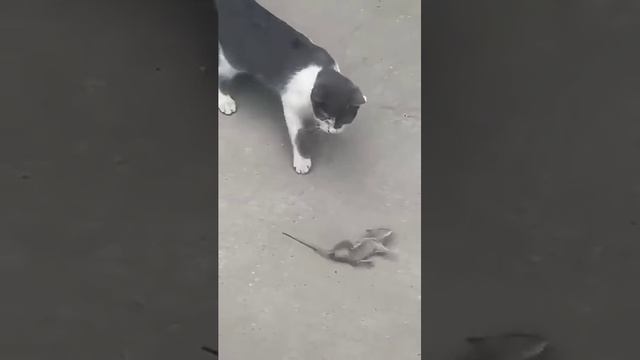 КОТ в ШОКЕ | такой цирк он видит впервые :)