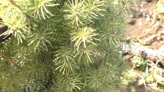 Сад своими руками за 3 месяца. Мой сад 01.04.2020 года смотреть онлайн