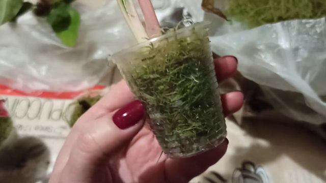 Посылка с живым мхом🍃 смотреть онлайн