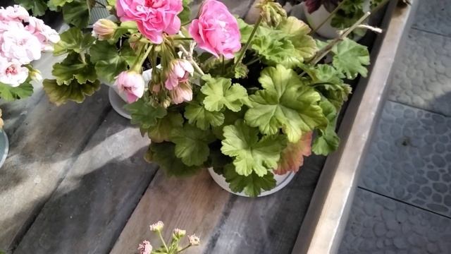 #436.Утренний сюрприз от пеларгонии Eva Fly!?? смотреть онлайн