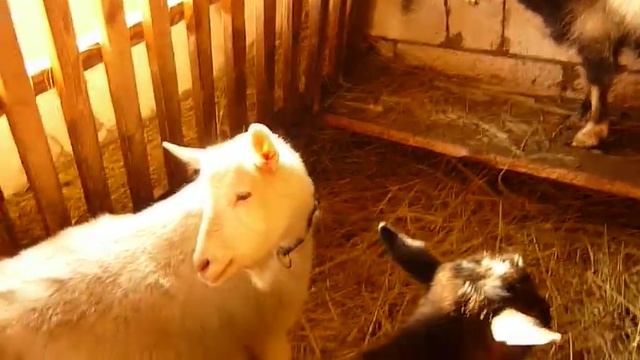 Зима УДОИ на подворье! смотреть онлайн