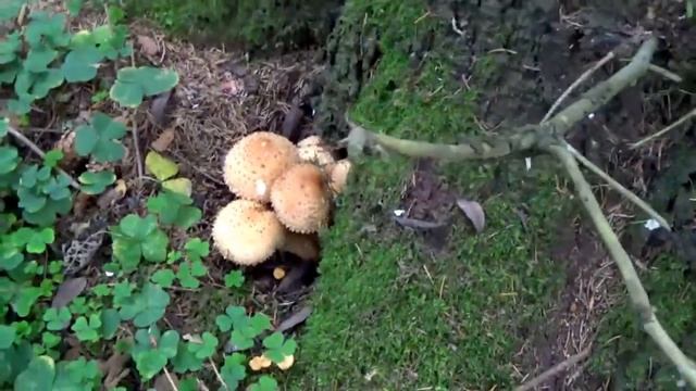 Чешуйчатка обыкновенная. Съедобные грибы. Как распознать. смотреть онлайн