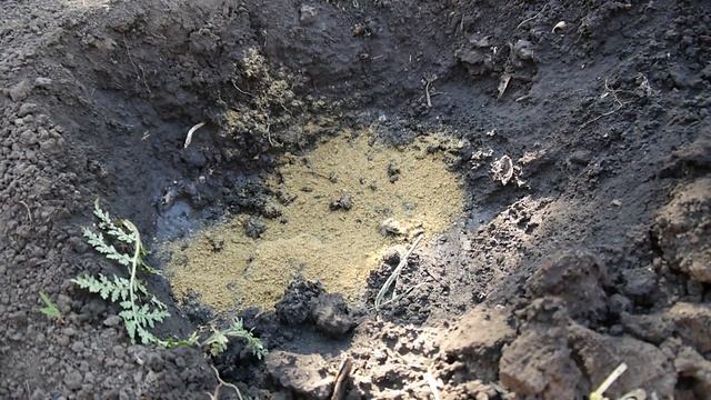 ПОСАДКА ПОМИДОР / ЧТО КЛАСТЬ В ЛУНКИ ПРИ ПОСАДКЕ !!! смотреть онлайн