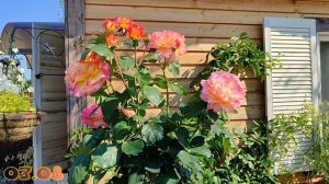 Роза Горджес в Подмосковье (на штамбе)