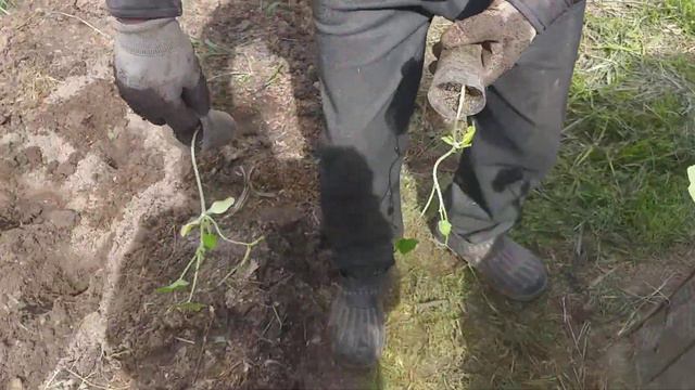 кабачки.посадка.Вы так не делайте!