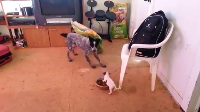 Funny puppy protects your food from the adult dog - Смешной щенок защищает еду смотреть онлайн