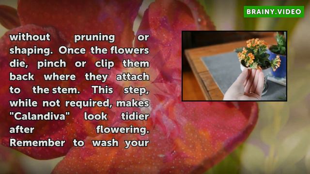 How to Care for a Calandiva Plant смотреть онлайн