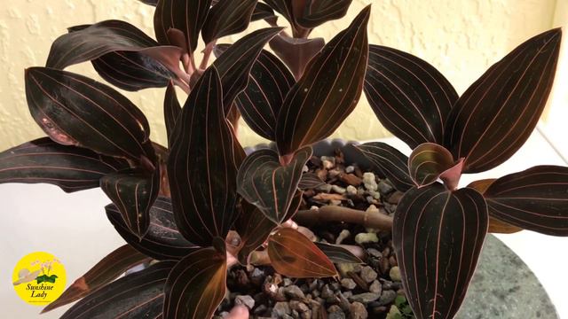 Jewel orchid (Ludisia discolor) Growing it healthy and look good in pot 08/25/2020 смотреть онлайн