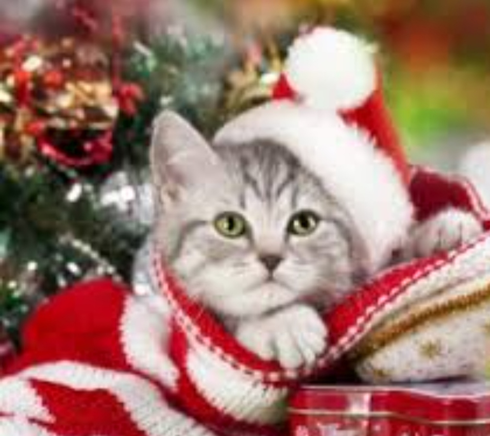 Новый мяу-год у кошек-2 января! смотреть онлайн