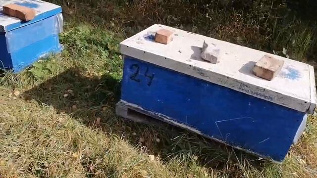 13 сентября! Пасека в болоте! смотреть онлайн