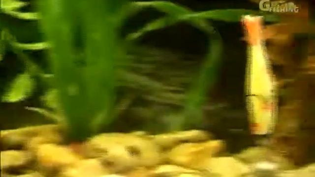 Рыбалка Братьев Щербаковых Выпуск 1 Изготовление джиг-приманок смотреть онлайн