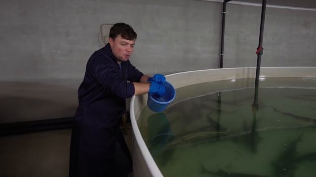 Что влияет на рост рыбы в УЗВ / Осетровая ферма смотреть онлайн