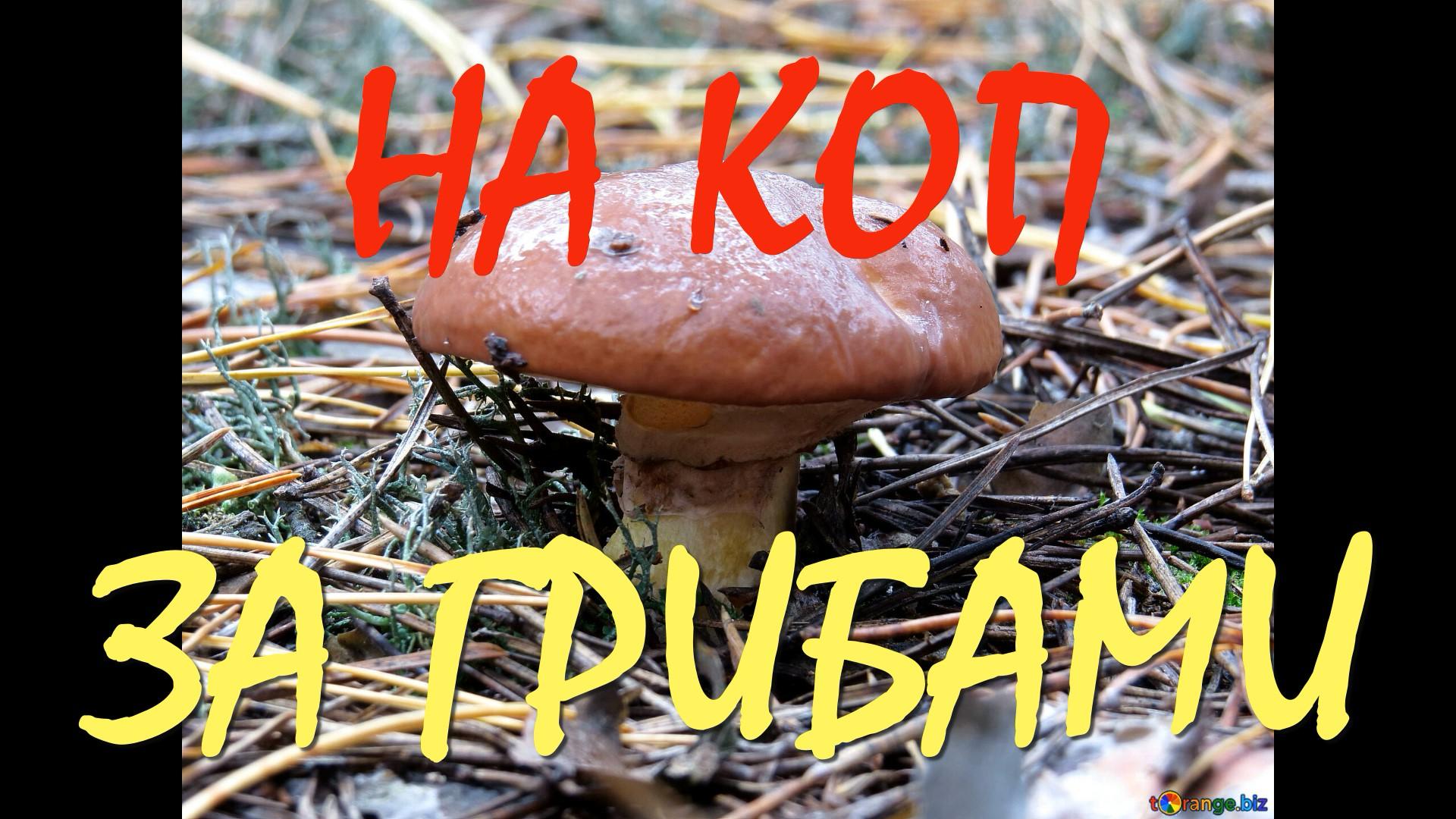 НА КОП ЗА ГРИБАМИ !!! смотреть онлайн