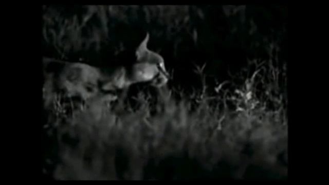 Who is the highest jumper? (It is the Caracal) смотреть онлайн