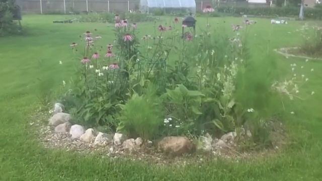 Цветок лета 2020 - Echinacea Purpurea смотреть онлайн