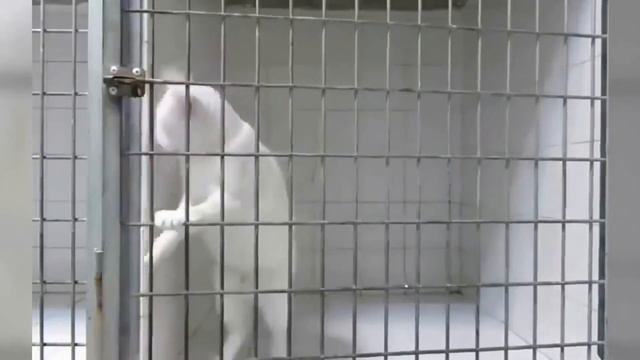 Забавные животные 1/Funny animals 1 смотреть онлайн