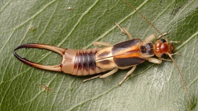 Уховертка залазит в уши людей? Уховертка может залезть и отложить яйца в ухе человека? Двухвостки. смотреть онлайн