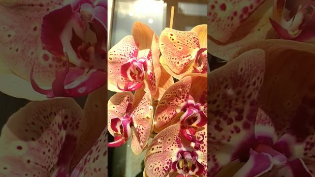 Phal.Wild peach 🍑Дикий персик - соковита красуня смотреть онлайн