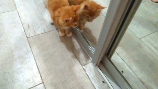 Мейн кун Степа. Узнаёте?