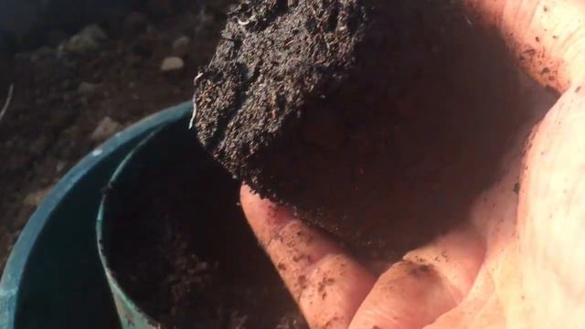 Growing Gardeners Delight Tomatoes Cherry tomato to grow inside or outside Gardening for Beginner смотреть онлайн