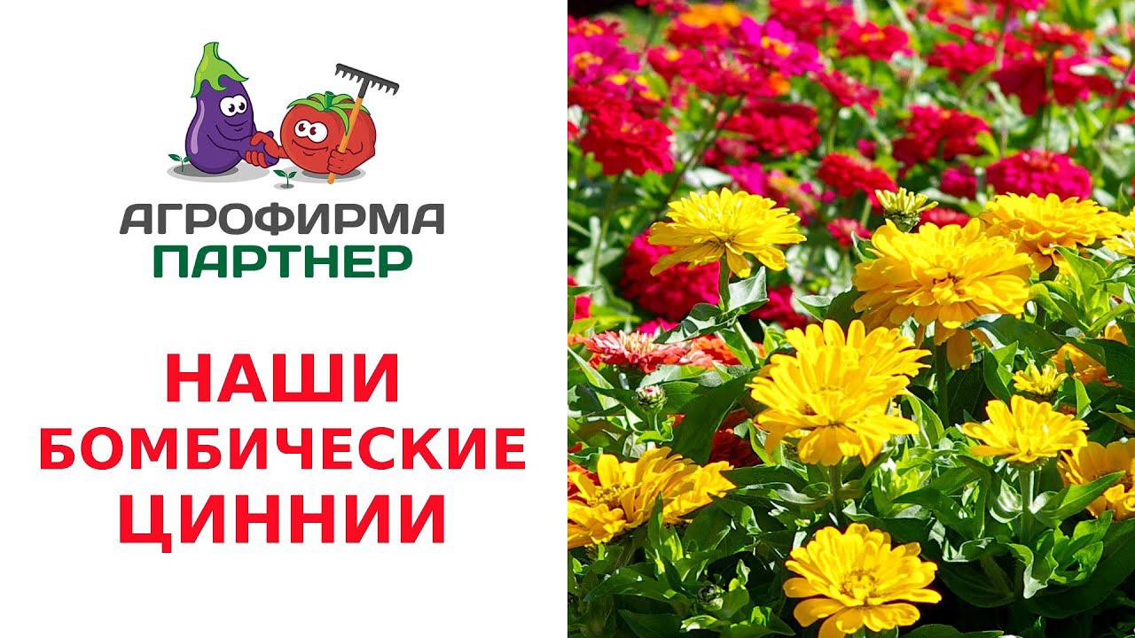 БОМБИЧЕСКИЕ ЦИННИИ ОТ "АГРОФИРМЫ ПАРТНЕР" смотреть онлайн