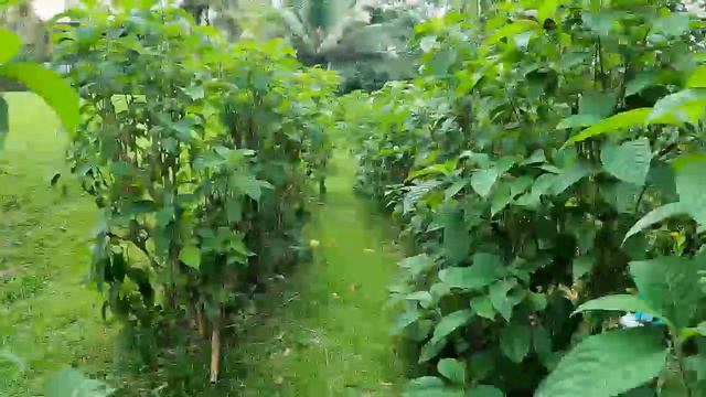We have Bongo Bob and Alfredo helping me out on the Boundary fence line in the creek. Thanks Guys смотреть онлайн