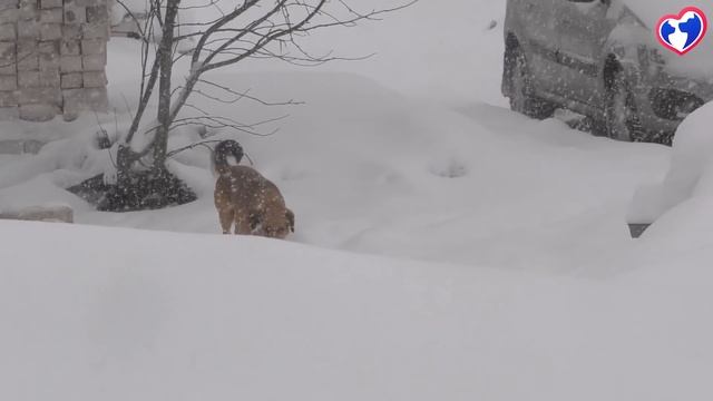ПРИВЕТ ОТ КАРАБИНА! ПРИЮТ "ВЕРНОСТЬ"Помощь Животным смотреть онлайн