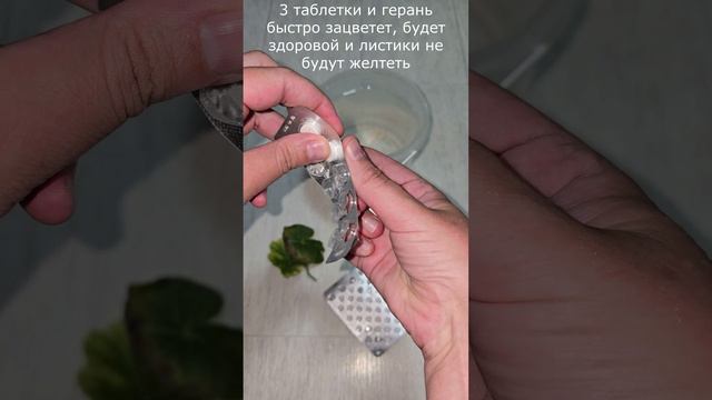 3 таблетки и герань быстро зацветет, будет здоровой и листики не будут желтеть смотреть онлайн
