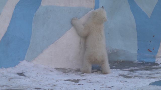 Медвежата. 01.04.2023 смотреть онлайн