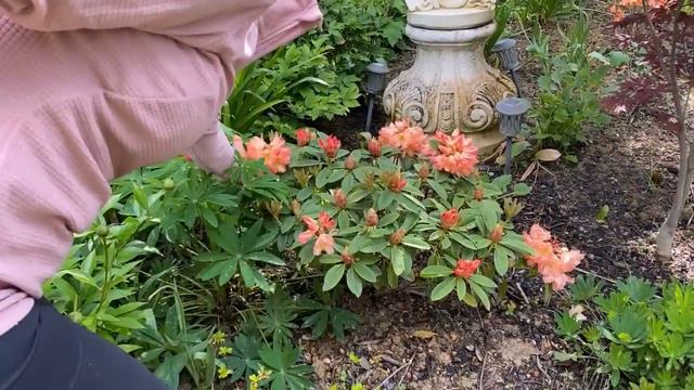 "Unleashing the Garden Magic: Planting an Oasis of Containers and Clematis!" смотреть онлайн