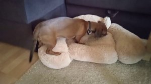 Зачем собаки прячут еду и предметы