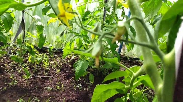 Формирование томатов в первой теплице. смотреть онлайн